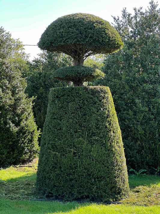 TB TOPIARY #004