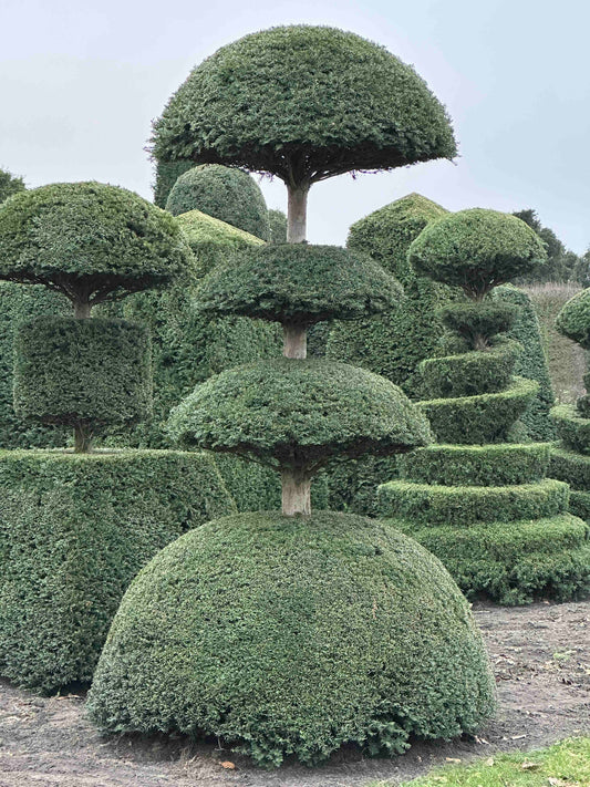 TB TOPIARY #209