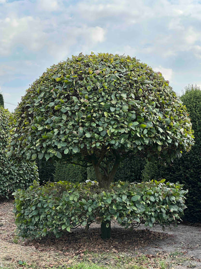 FS TOPIARY #198