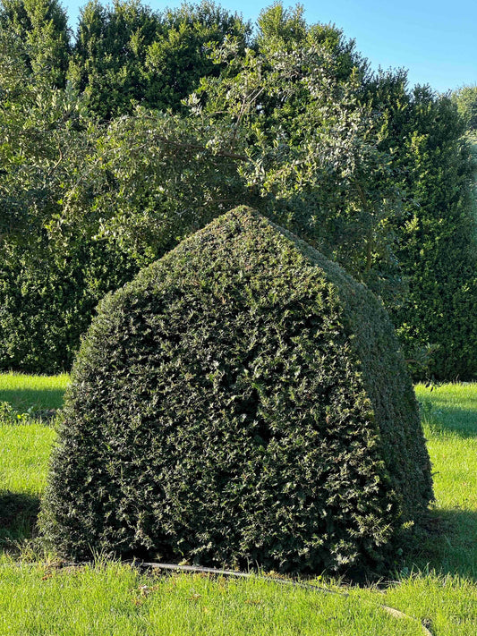 TB TOPIARY #058