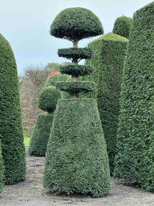 TB TOPIARY #139