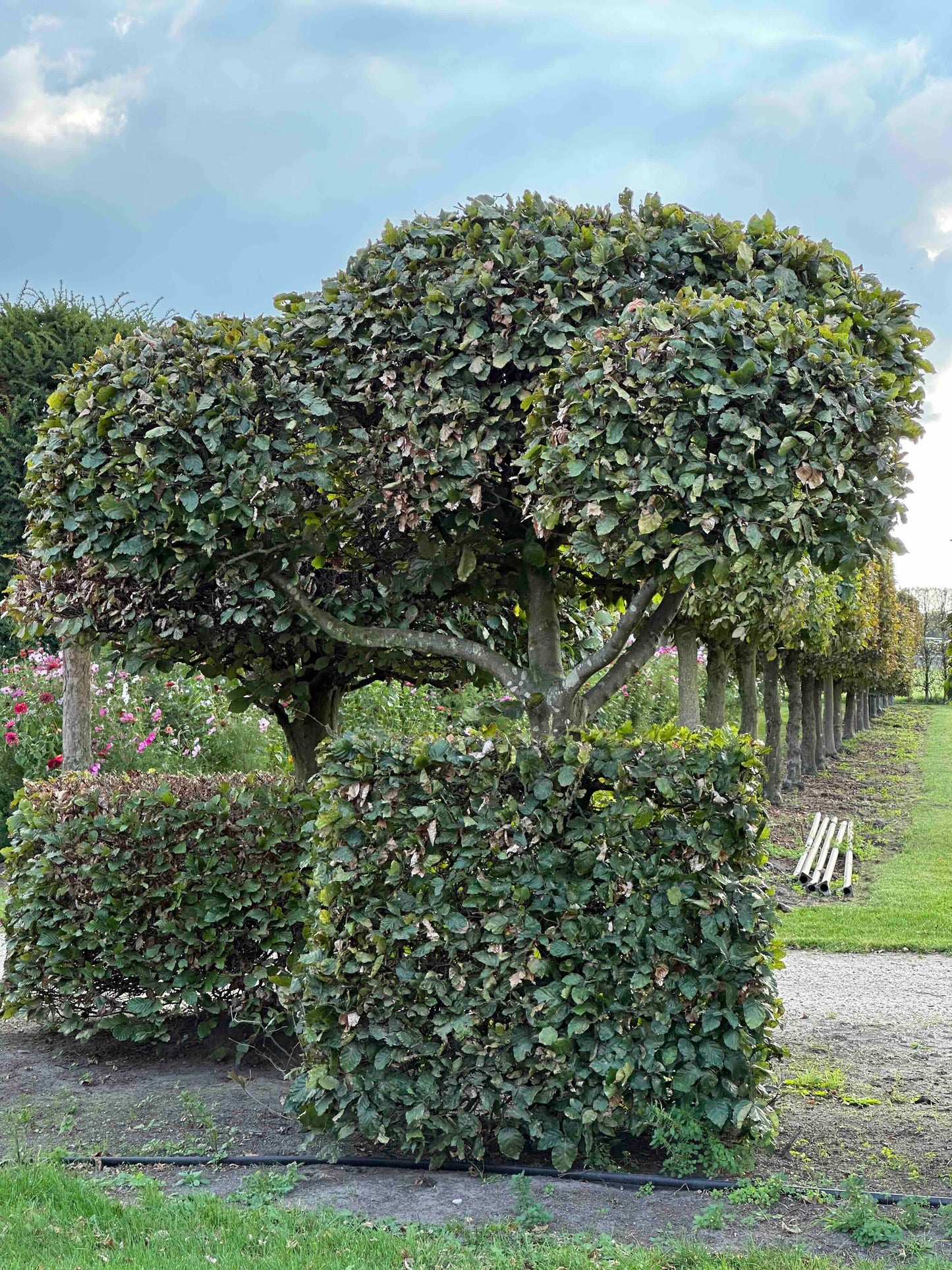 FS TOPIARY #151
