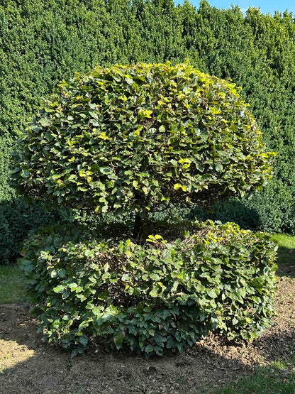 FS TOPIARY #047