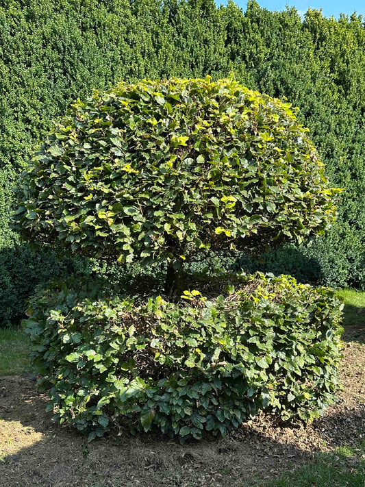 FS TOPIARY #047