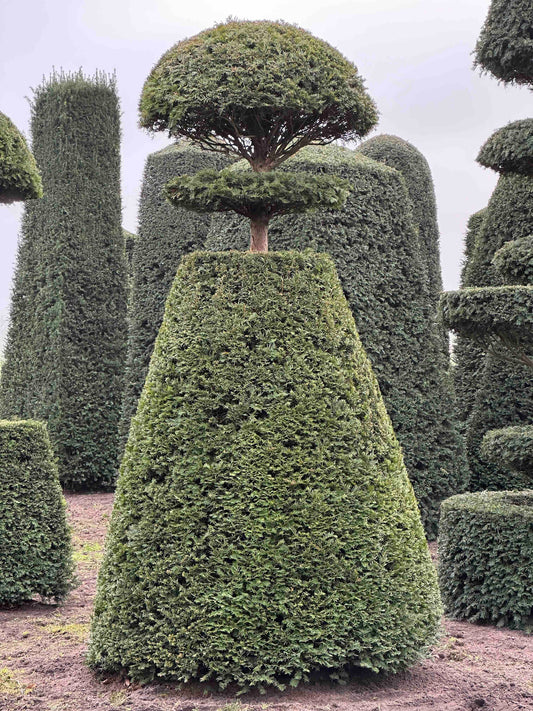 TB TOPIARY #162
