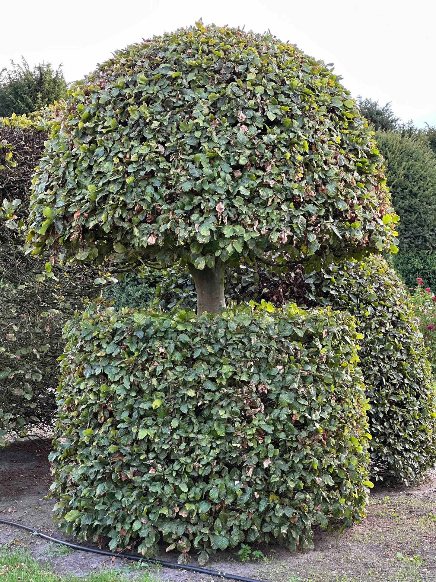 FS TOPIARY #152