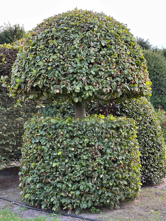 FS TOPIARY #152