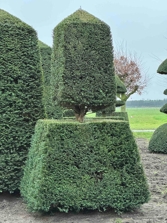 TB TOPIARY #204