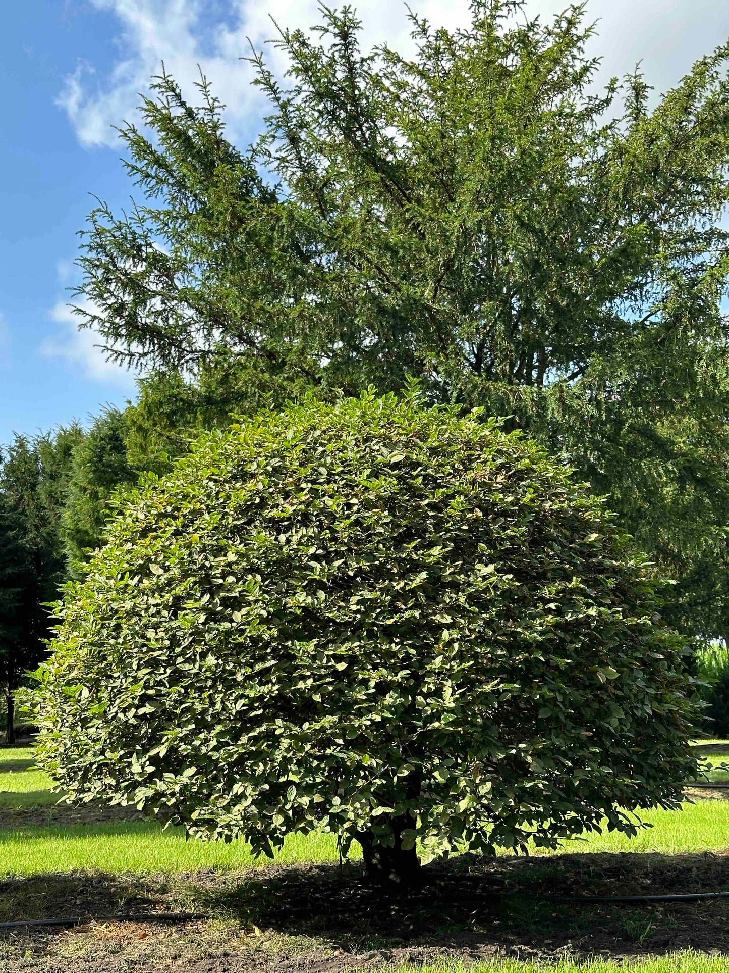 CB TOPIARY #177