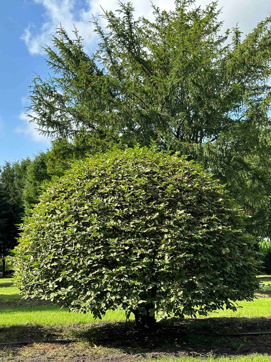 CB TOPIARY #177