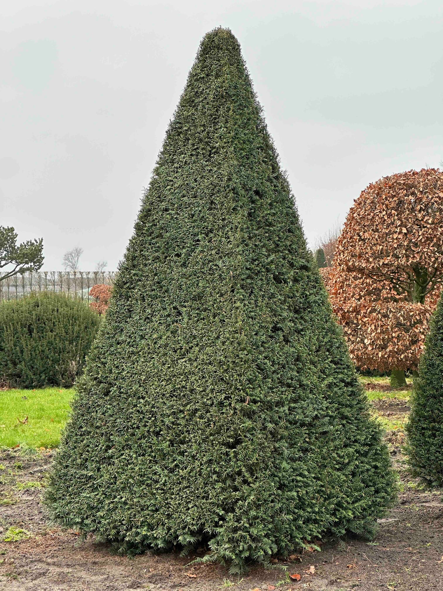 TB TOPIARY #230