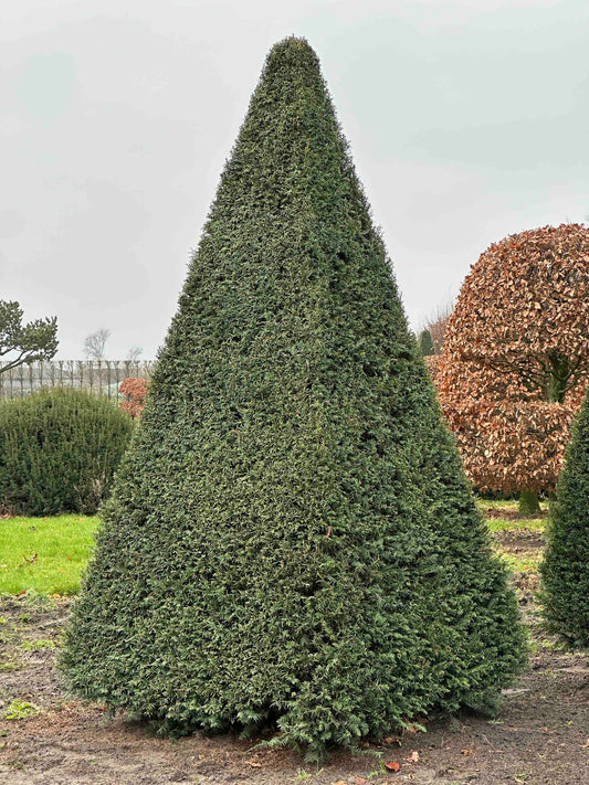 TB TOPIARY #230