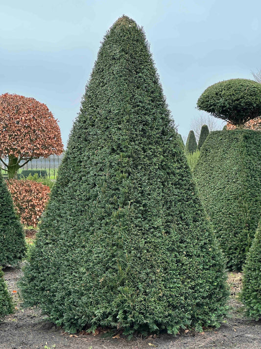TB TOPIARY #226