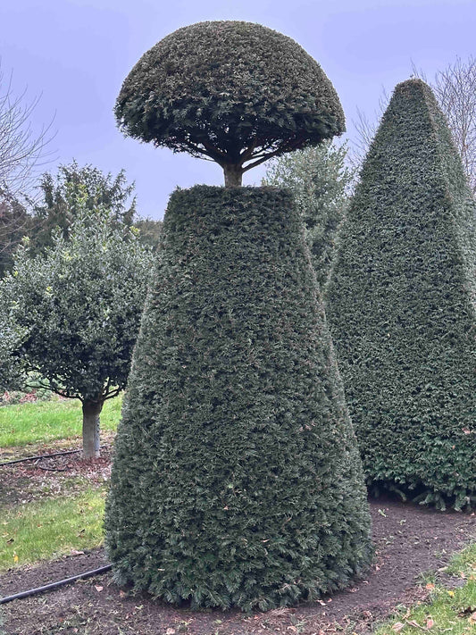 TB TOPIARY #256