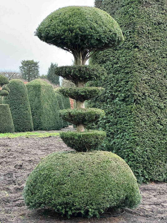TB TOPIARY #197