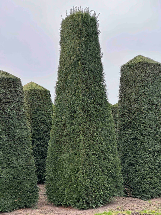 TB TOPIARY #166