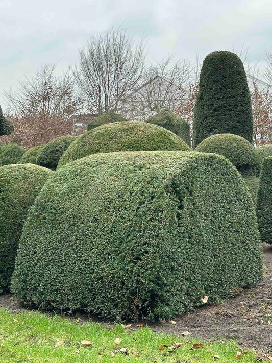 TB TOPIARY #472