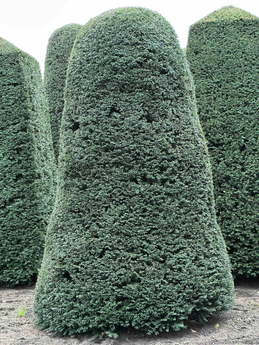 TB TOPIARY #191