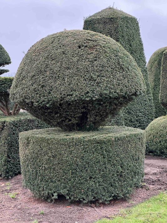 TB TOPIARY #418