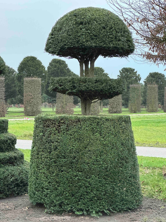 TB TOPIARY #208