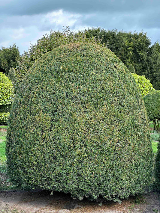 TB TOPIARY #348