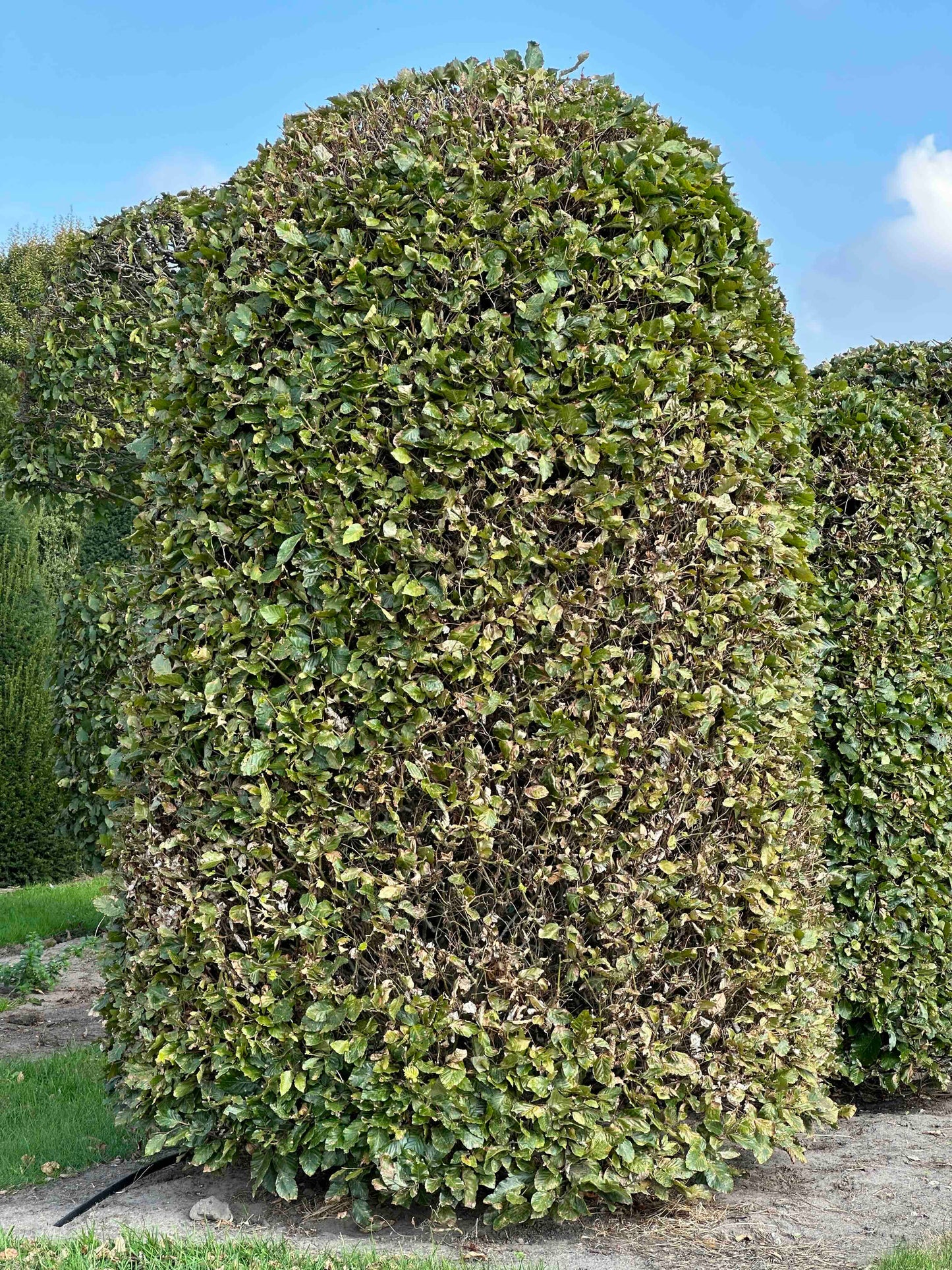 FS TOPIARY #132