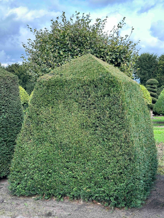 TB TOPIARY #352