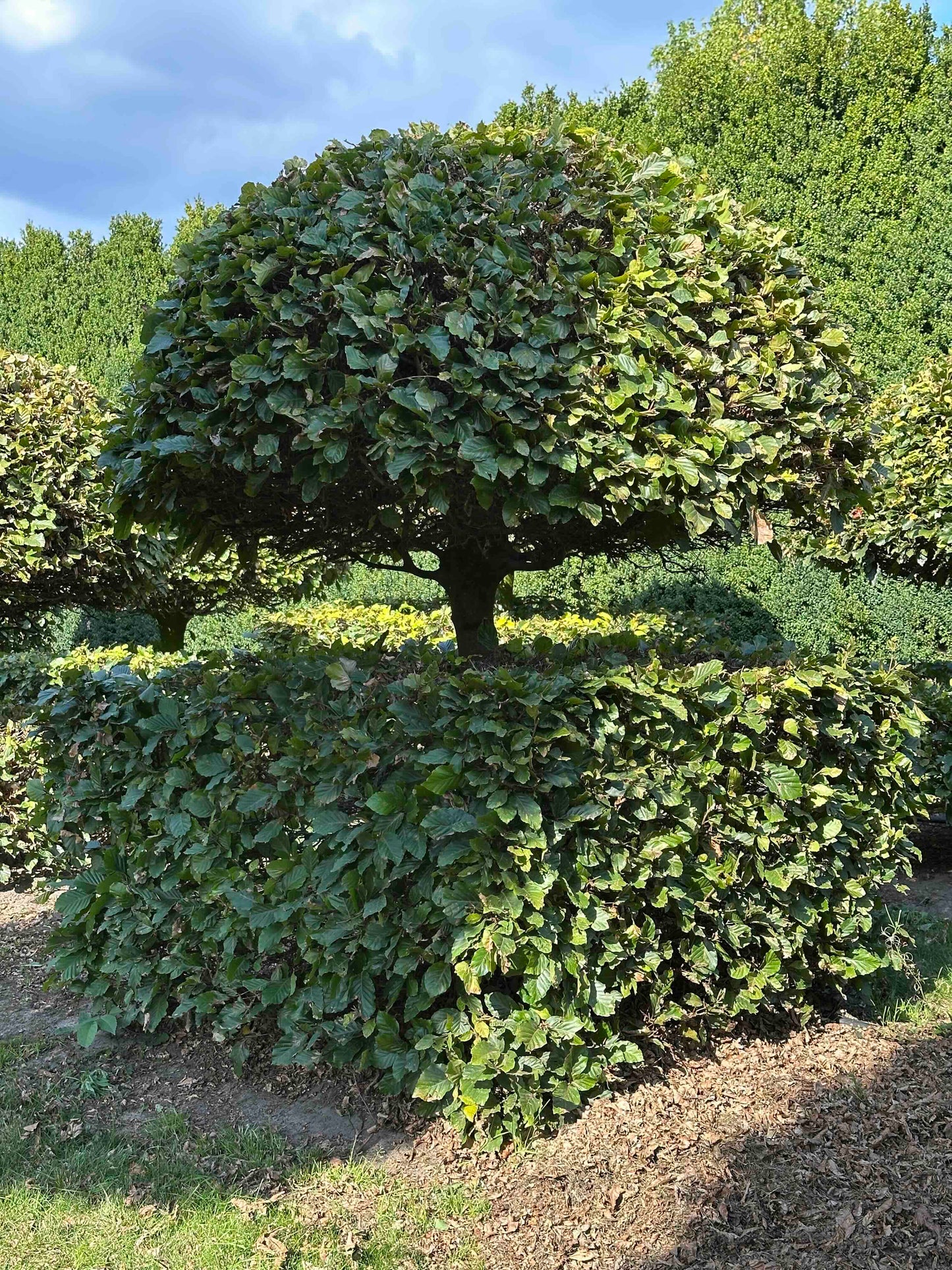 FS TOPIARY #069