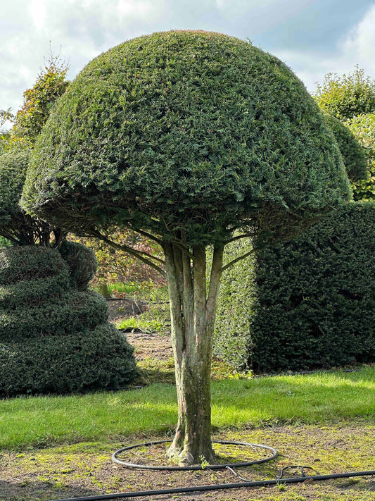 TB TOPIARY #324