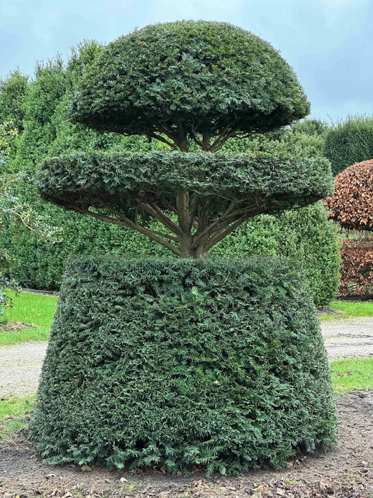 TB TOPIARY #466