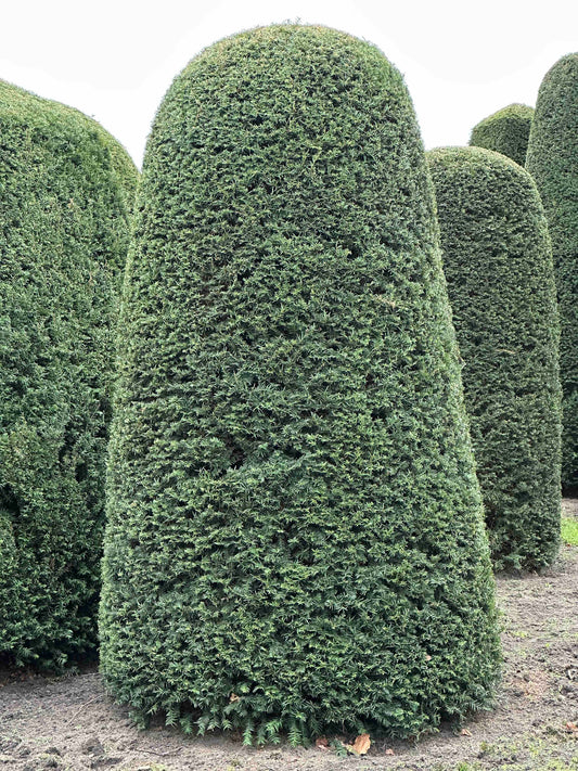 TB TOPIARY #133