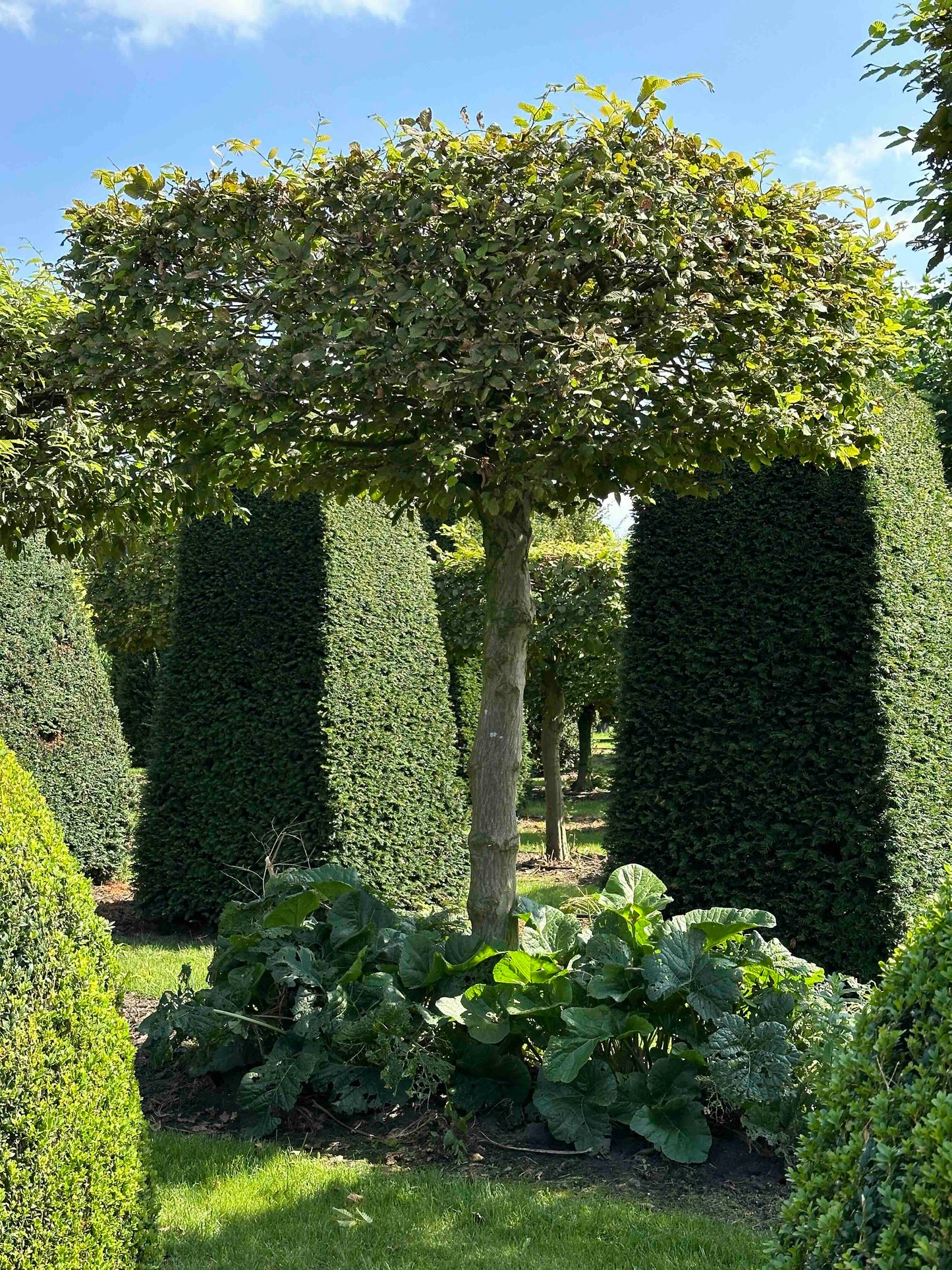 CB TOPIARY #024