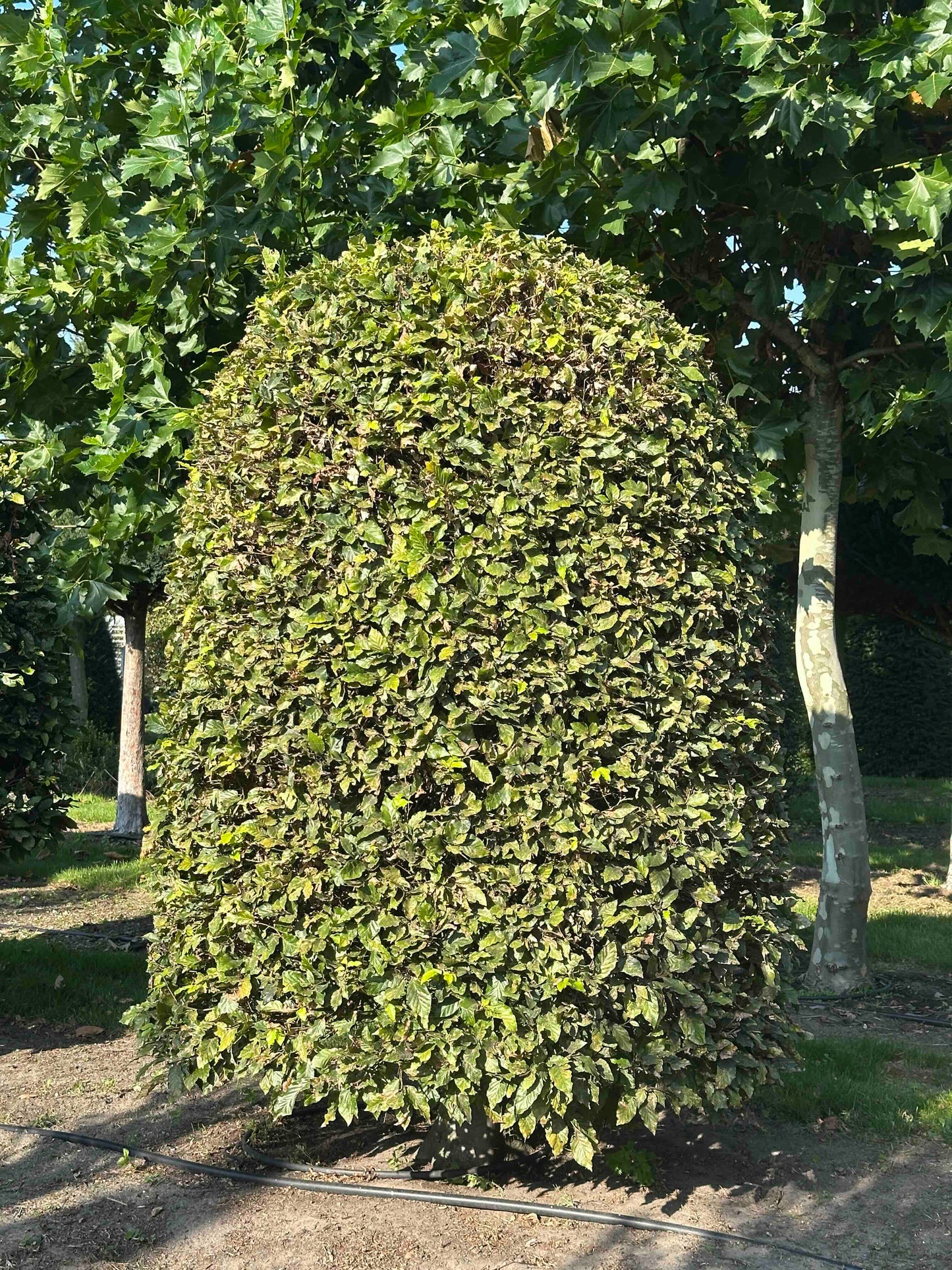 FS TOPIARY #032