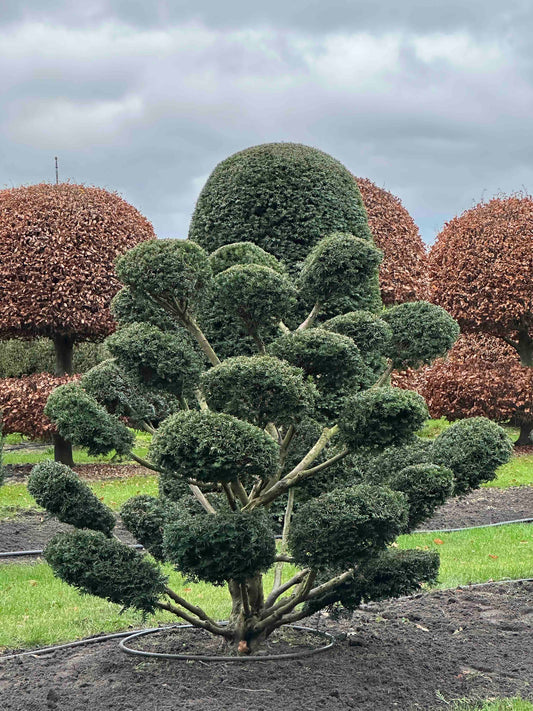 TB TOPIARY #382