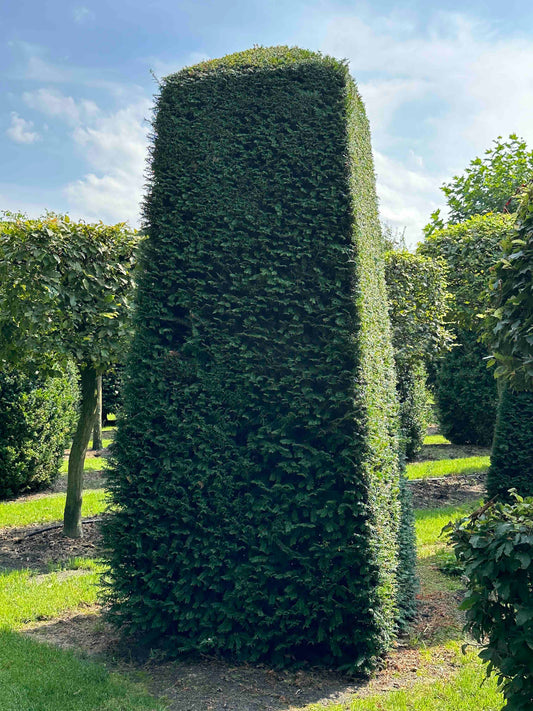 TB TOPIARY #045