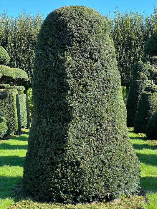 TB TOPIARY #020