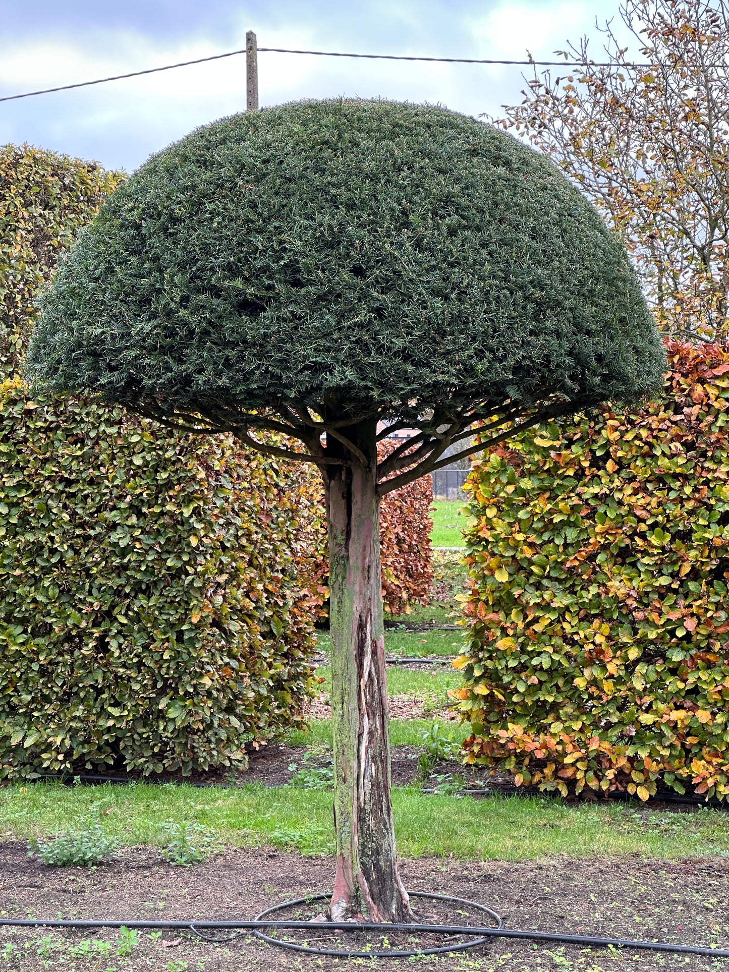 TB TOPIARY #540