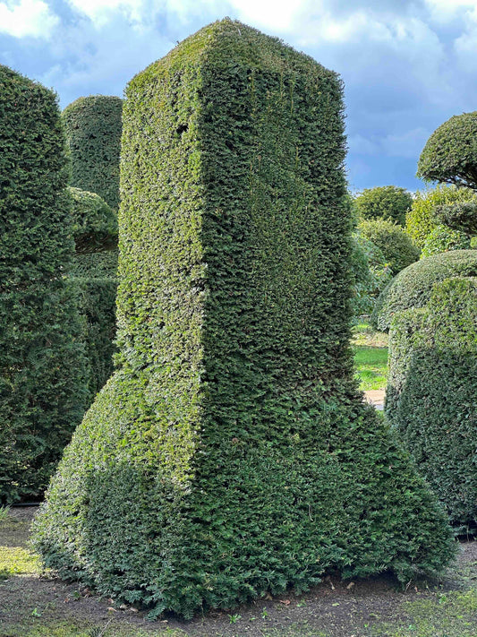 TB TOPIARY #345
