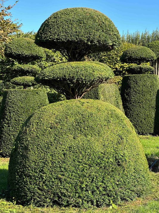 TB TOPIARY #019