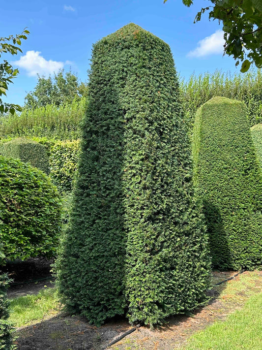 TB TOPIARY #042