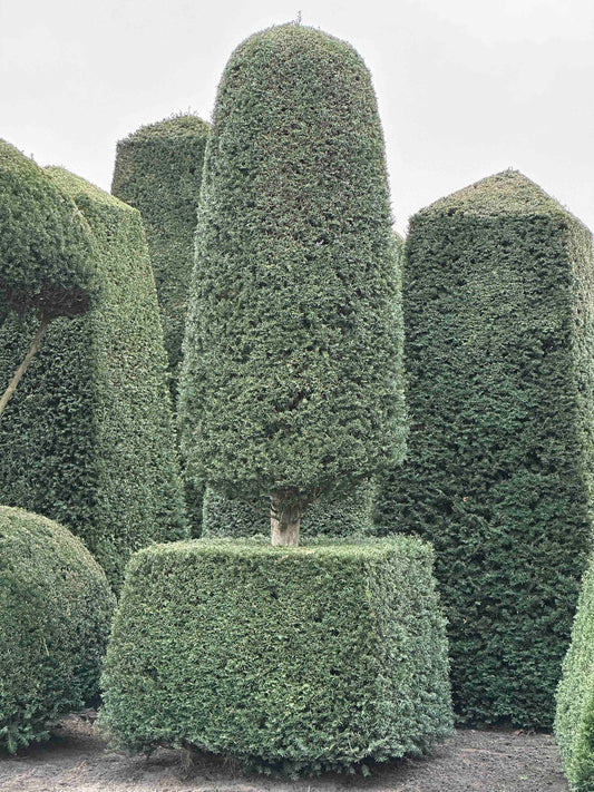 TB TOPIARY #202