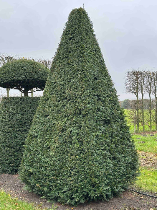 TB TOPIARY #270