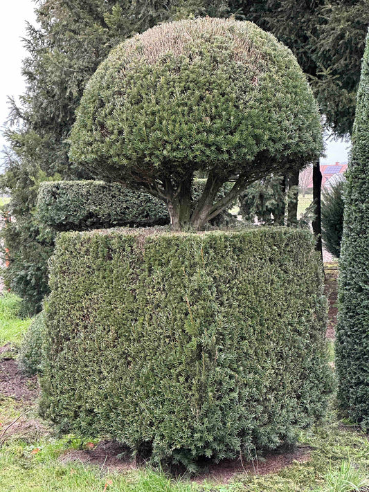 TB TOPIARY #408