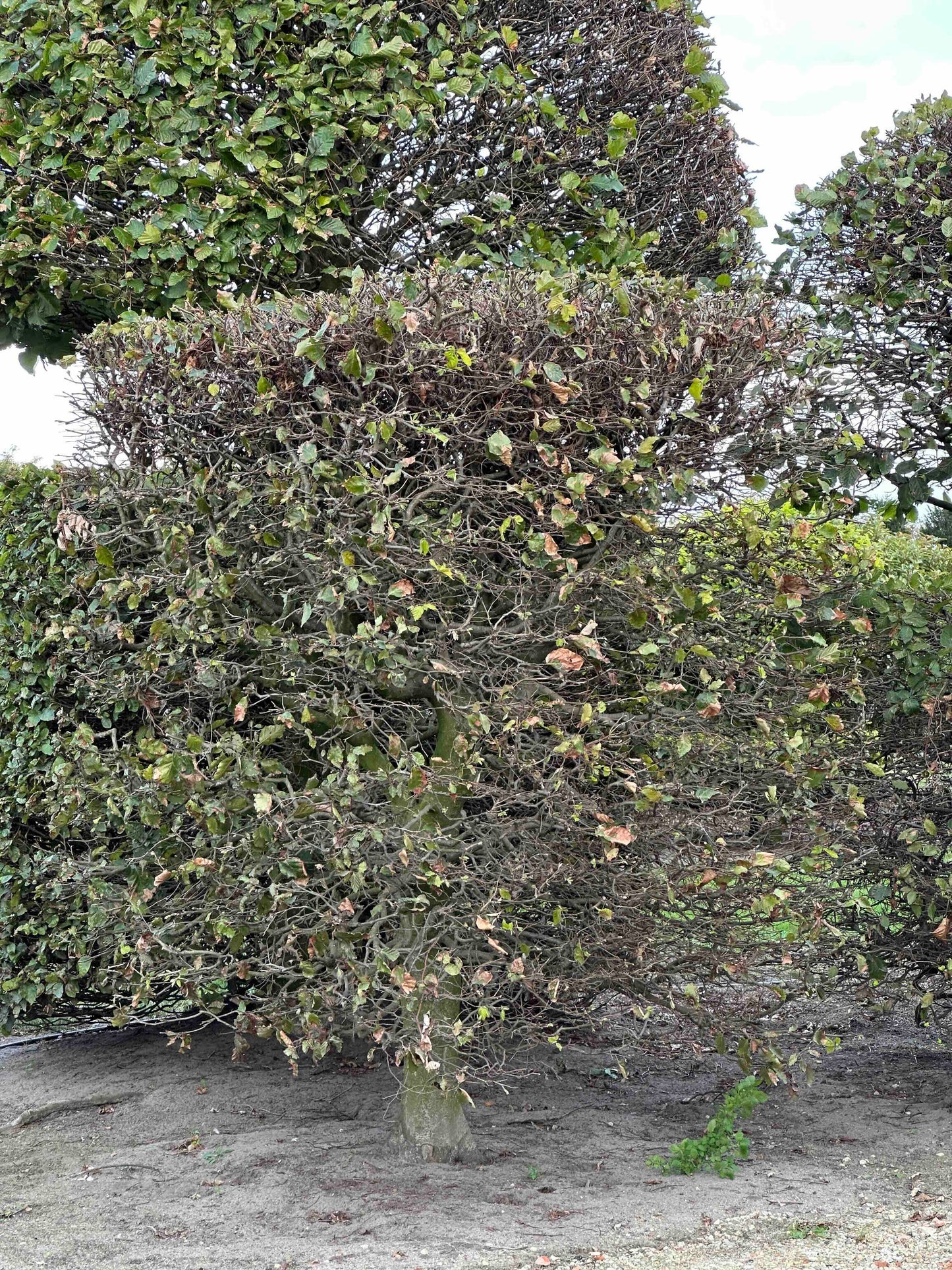 FS TOPIARY #143