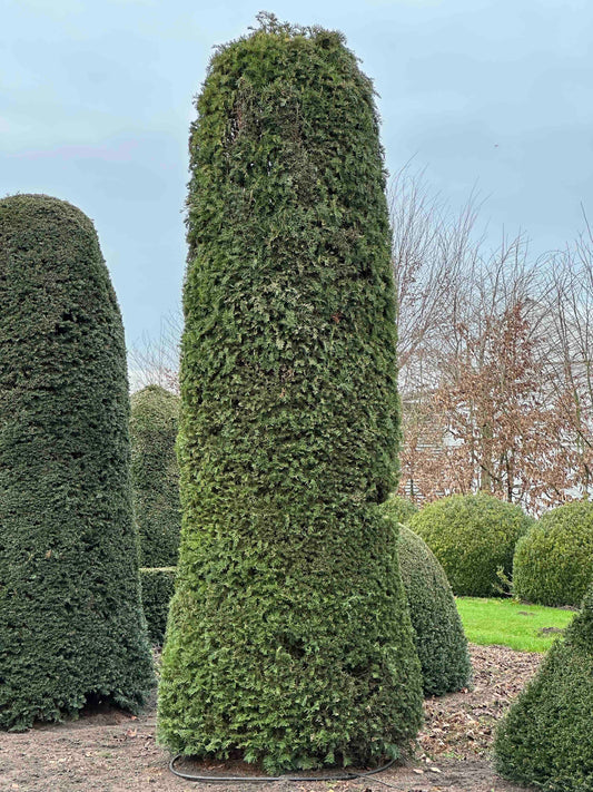 TB TOPIARY #441