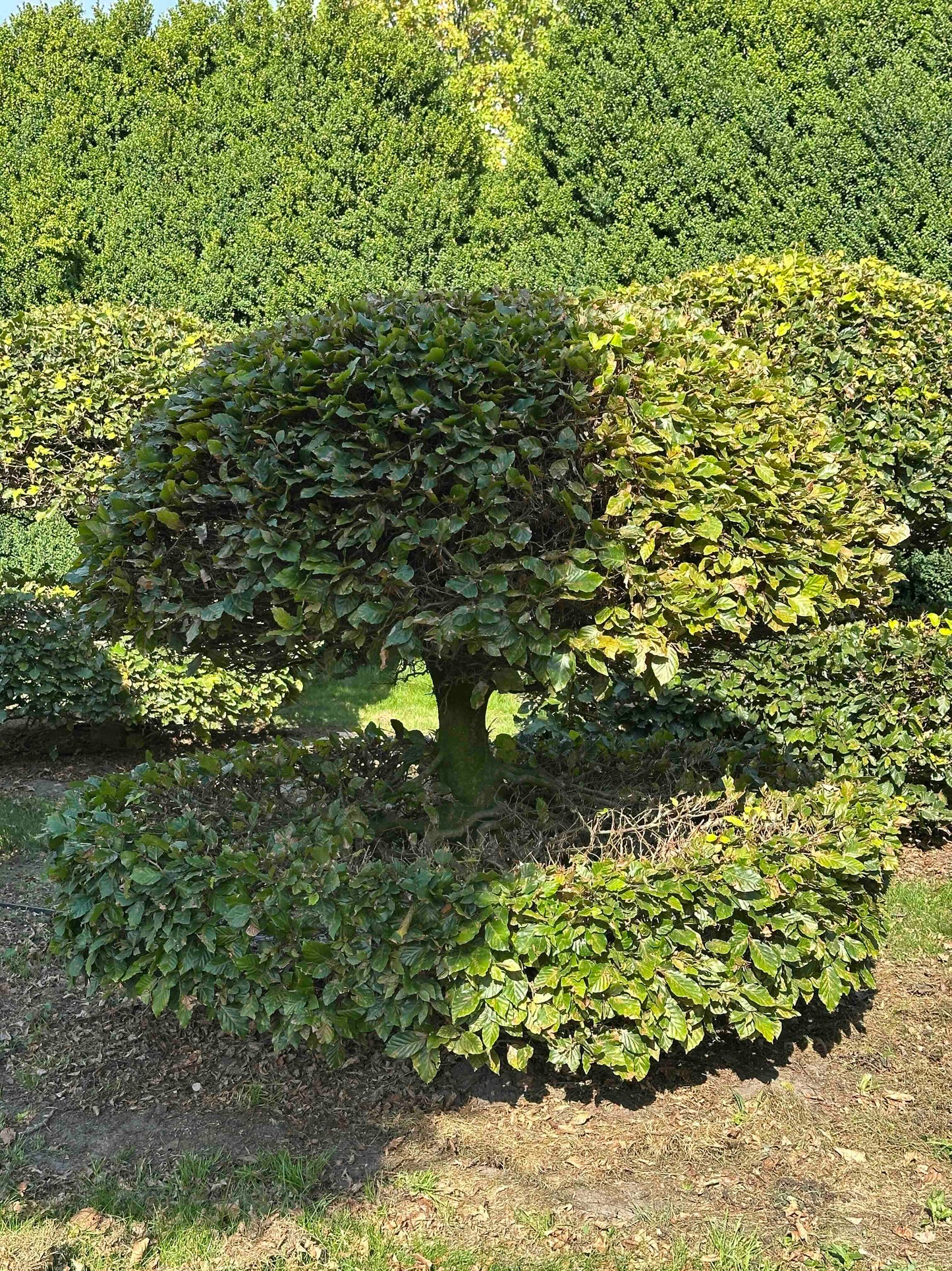 FS TOPIARY #072