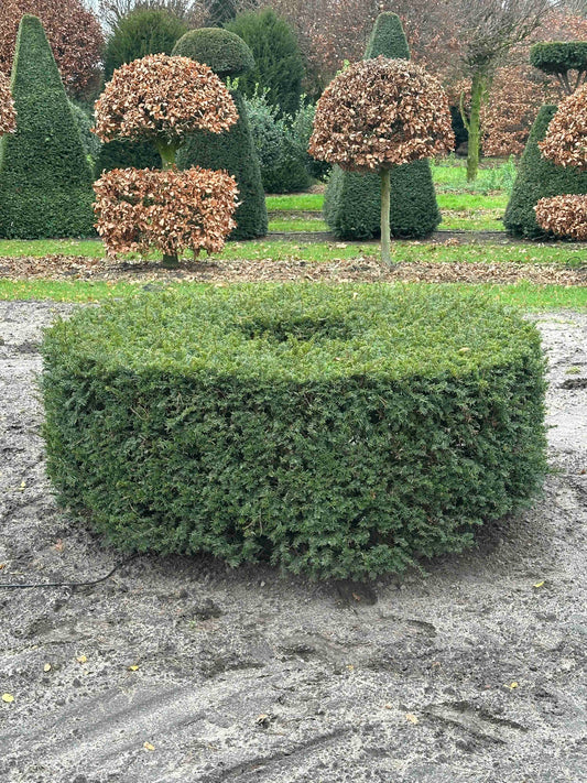 TB TOPIARY #272