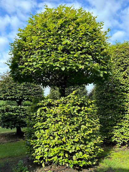 CB TOPIARY #086
