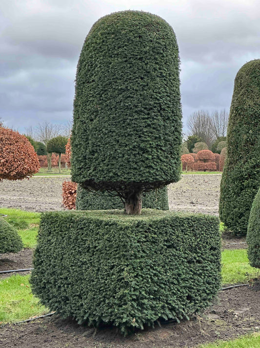 TB TOPIARY #393