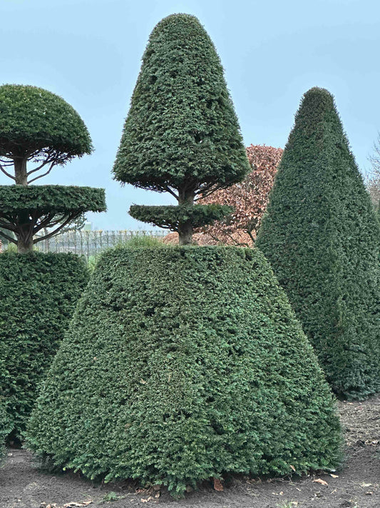 TB TOPIARY #220
